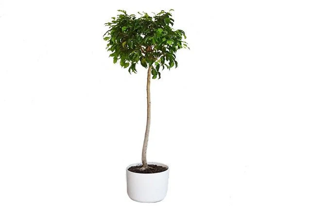 Ficus benjamina - Copa - Imagen 2