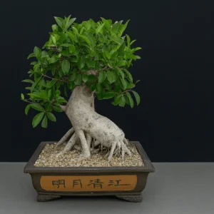 Ficus de la India - Ficus microcarpa nitida - Bonsai