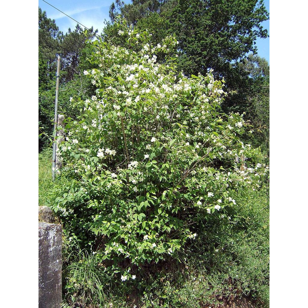 Filadelfo - Philadelphus coronarius - Imagen 3