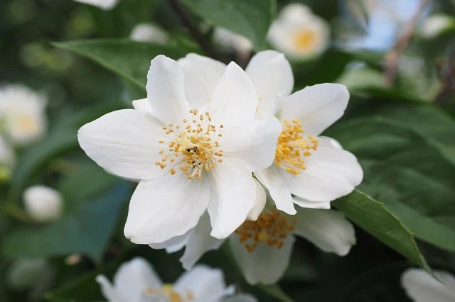 Filadelfo - Philadelphus coronarius