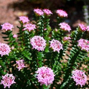 Flor del arroz rosa - Pimelea ferruginea