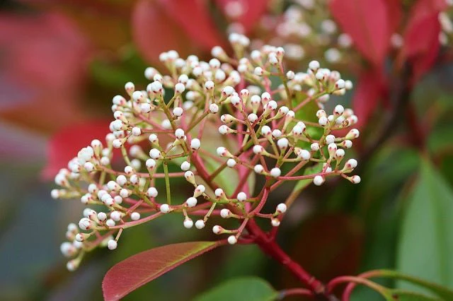 Fotinia Carre Rouge - Photinia fraseri - Imagen 2