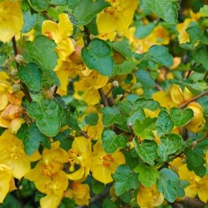 Franela mexicana California Glory - Fremontodendron mexicanum