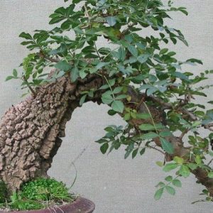 Fresno de hojas estrechas - Fraxinus angustifolia - Bonsai