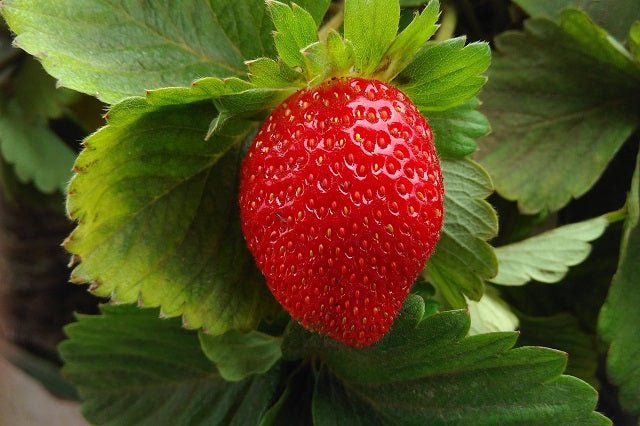 Fresón - Fresa de huerto - Fragaria ananassa - Imagen 2