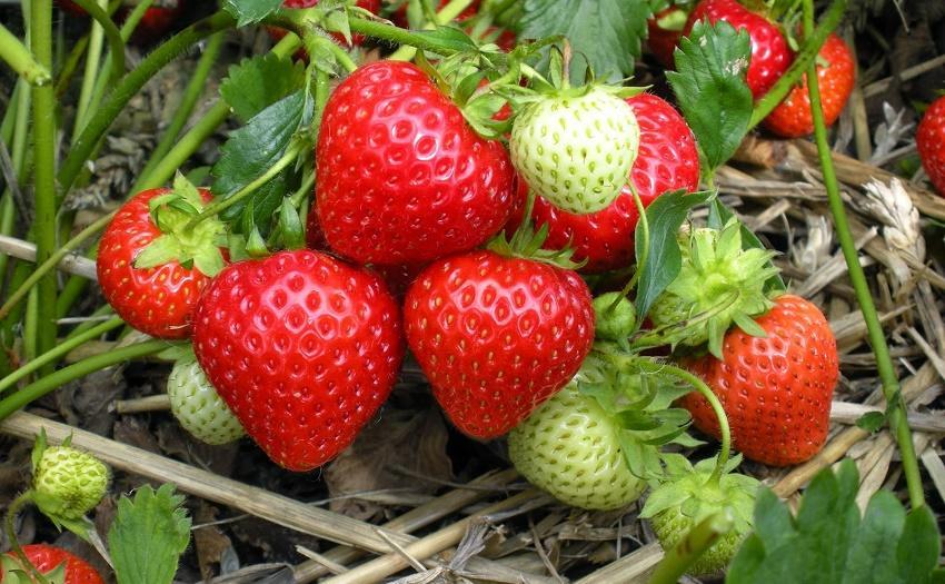 Fresón - Fresa de huerto - Fragaria ananassa - Imagen 3