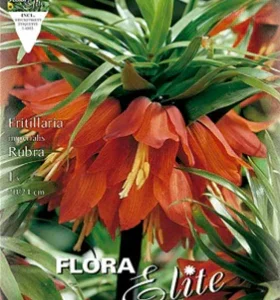 Fritillaria Imperialis Gigante Rojo- Fritillaria imperialis - Bulbos