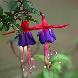 Fucsia - Fuchsia híbrida - Pendientes de la reina