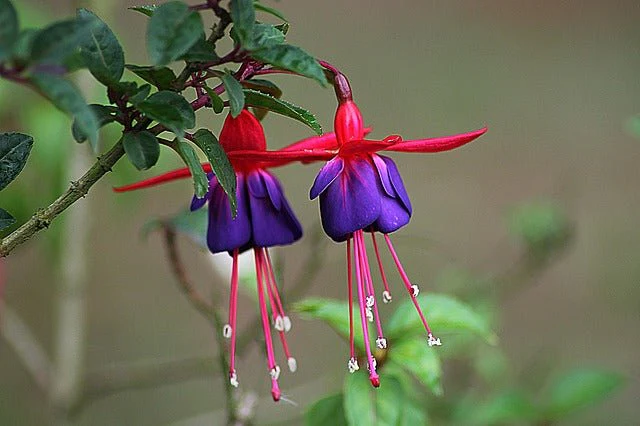 Fucsia - Fuchsia híbrida - Pendientes de la reina - Imagen 2