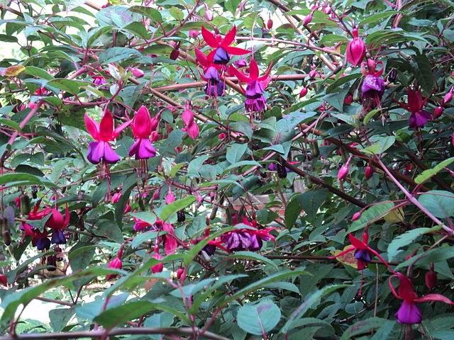 Fucsia - Fuchsia híbrida - Pendientes de la reina - Imagen 5