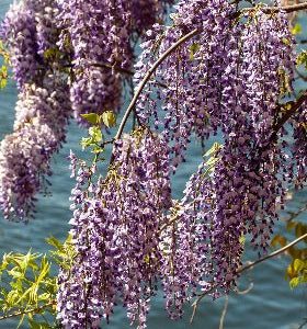 Glicinia china - Wisteria sinensis - Semillas