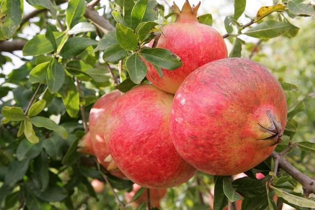 Granado Mollar - Punica granatum - Imagen 2