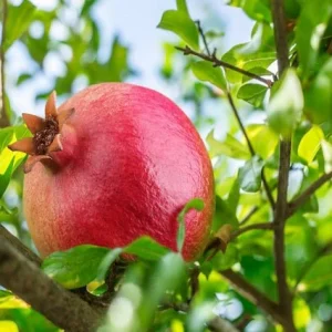Granado Negral - Punica granatum