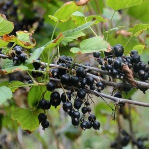 Grosellero negro - Ribes nigrum - Casis