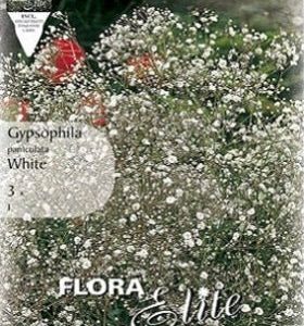 Gypsophila Bristol Fairy - Paniculata - Bulbos