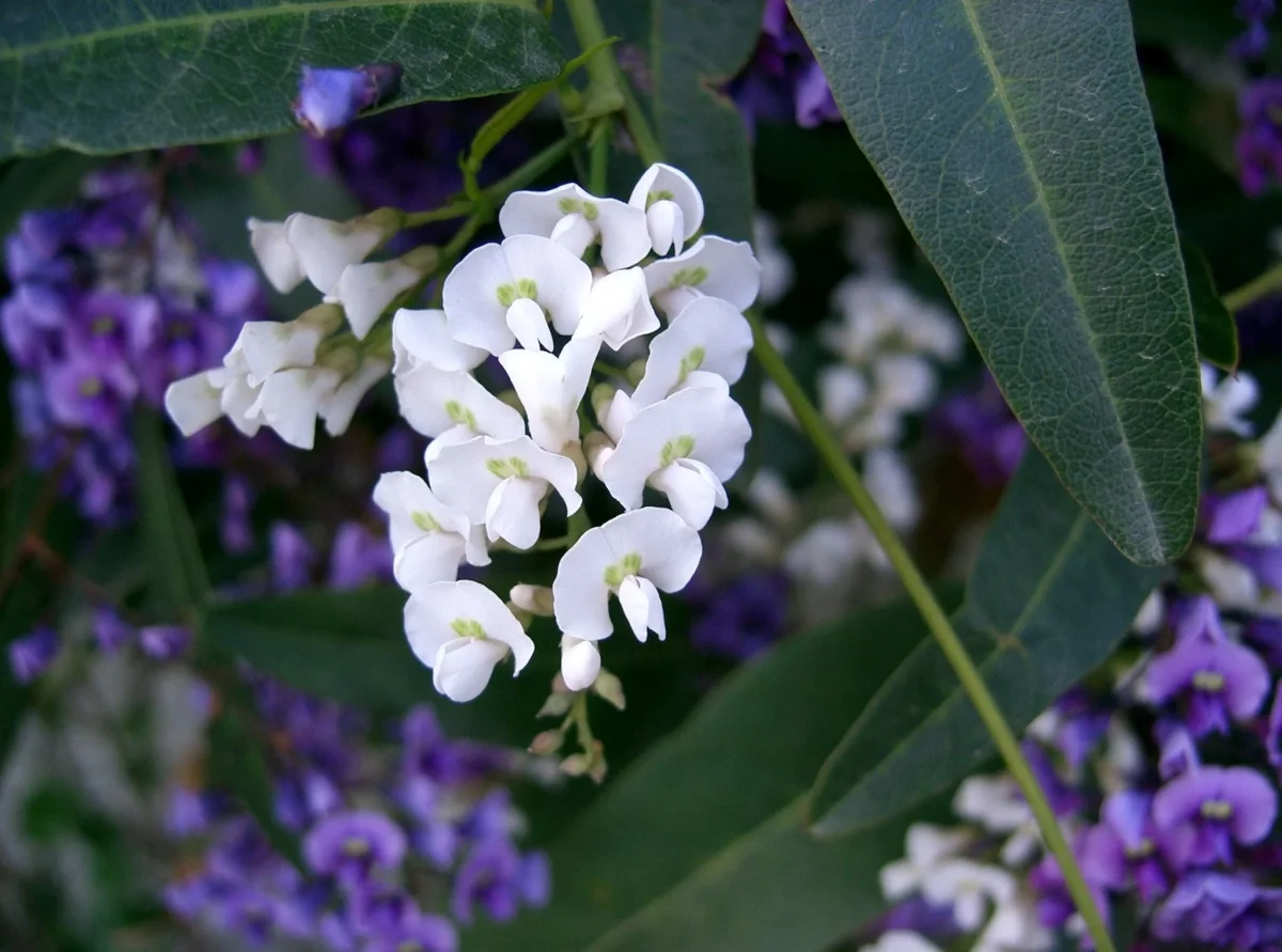 Hardenbergia violacea - Imagen 4