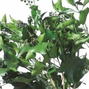 Hedera Arborea Fruits - Verdissimo