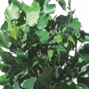 Hedera Arborea - Verdissimo