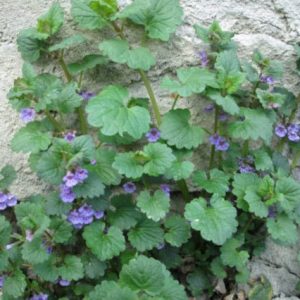 Hiedra terrestre - Glechoma hederacea