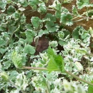 Hiedra terrestre 'Variegada' - Glechoma hederacea