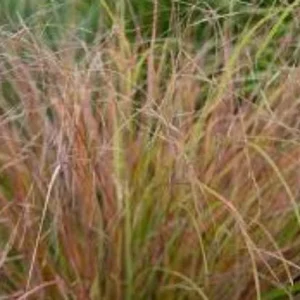 Hierba viento de Nueva Zelanda - Anemanthele lessoniana