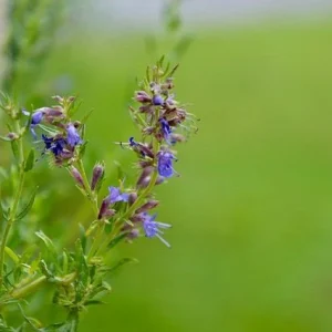 Hisopo - Hyssopus officinalis