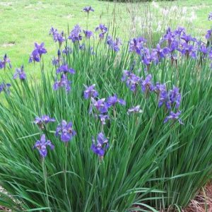 Iris azules