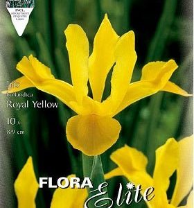 Iris de Holanda amarillo - Iris × hollandica