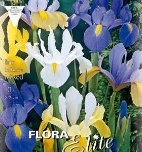 Iris de Holanda mezcla de colores - Iris × hollandica