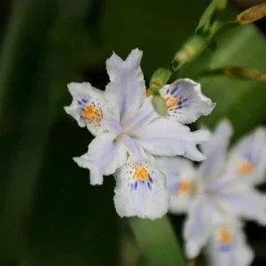 Iris japonica