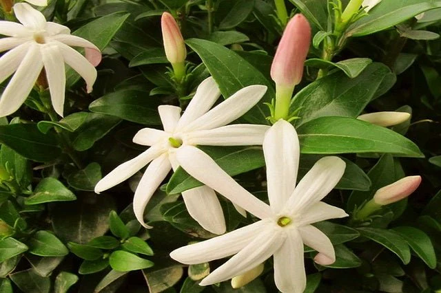 Jazmín africano - Jasminum multipartitum