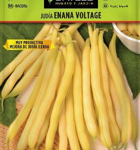 Judía Enana Voltage - Phaseolus vulgaris - Semillas - Batlle