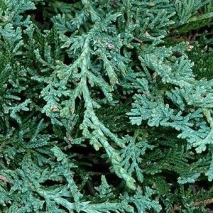 Junípero horizontal Wiltonii - Juniperus horizontalis