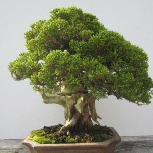 Junípero - Juníperus - Bonsai