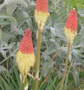 Kniphofia uvaria Royal Castle - Semillas naturales