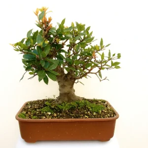 Laurel - Laurus nobilis - Bonsai