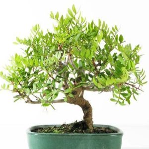 Lentisco - Pistacia lentiscus - Bonsai