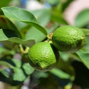 Lima Bears - Citrus Aurantifolia Bears - Lima de Tahití