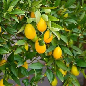 Limequat - Citrofortunella Floridana