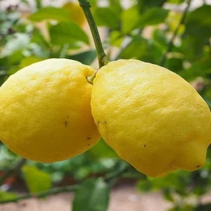 Limonero Cuatro Estaciones - Limonero Eureka - Lunero