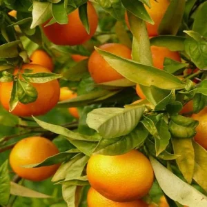 Limonero Forner -Alcaide número 5 - Citrus Forner - Alcaide