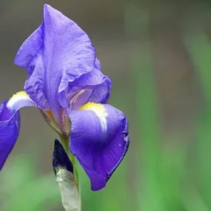 Lirio azul - Iris germanica