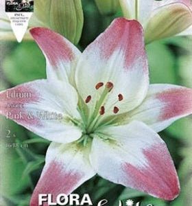 Lirio blanco borde rosa - Azucena - Lilium asiatic - Bulbos