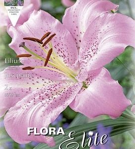Lirio oriental rosa - Lilium orientalis - Bulbos