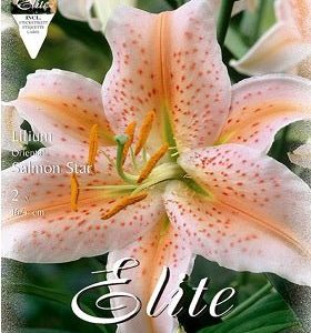 Lirio oriental Salmon Star - Lilium orientalis - Bulbos