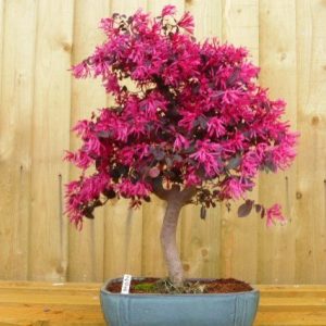 Loropetalum Fire Dance - Loropetalum chinense - Bonsai