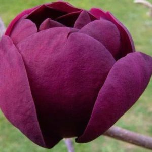 Magnolia Black Tulip - Magnolia denudata injertada