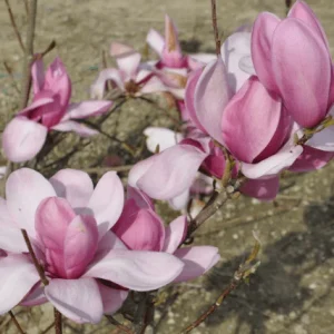 Magnolia Cameo - Magnolia x soulangeana injertada