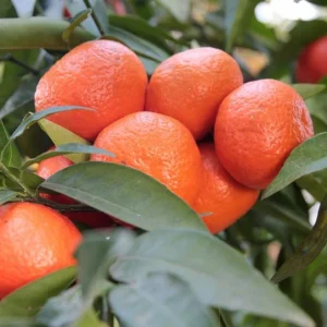 Mandarino Clementina - Citrus Reticulata