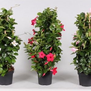 Mandevilla Sundaville